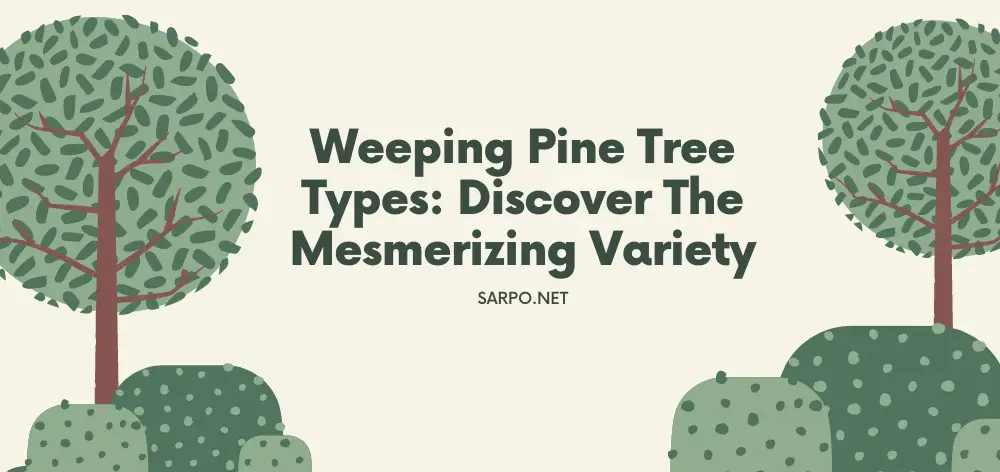 Weeping Pine Tree Types