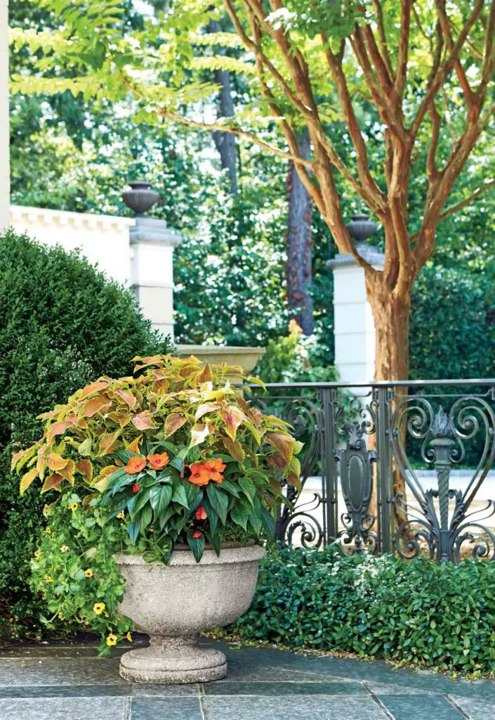Best Trees for Small Spaces: Transform Your Limited Garden with These Power-Packed Picks