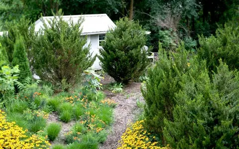How to Grow Cedar Trees from Seed: A Step-by-Step Guide