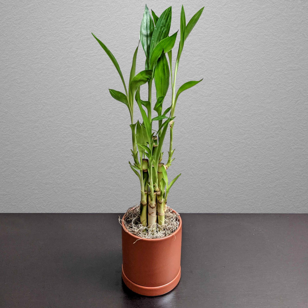 How to Make Lucky Bamboo Grow Fast