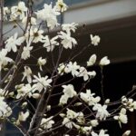 How to Trim a Star Magnolia Tree