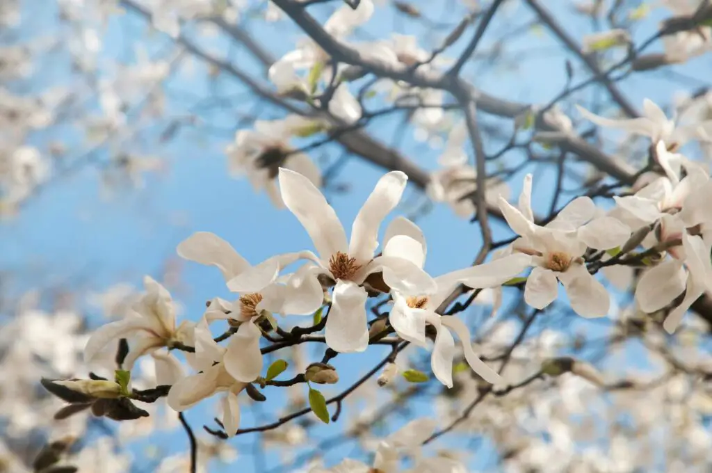 Star Magnolia Tree Pros And Cons
