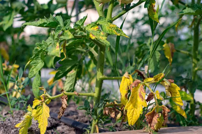 Why Are My Tomato Plant Leaves Turning Yellow? Find Out Now