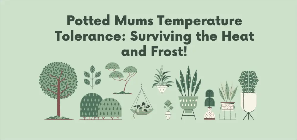 potted mums temperature tolerance