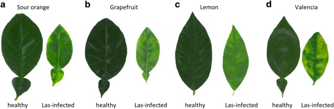 Citrus Tree Leaves Identification Chart: Master the Art of Identifying Citrus Trees