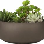 Est Plants for Shallow Pots