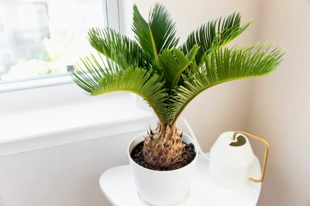 How to Grow Sago Palms from Seeds