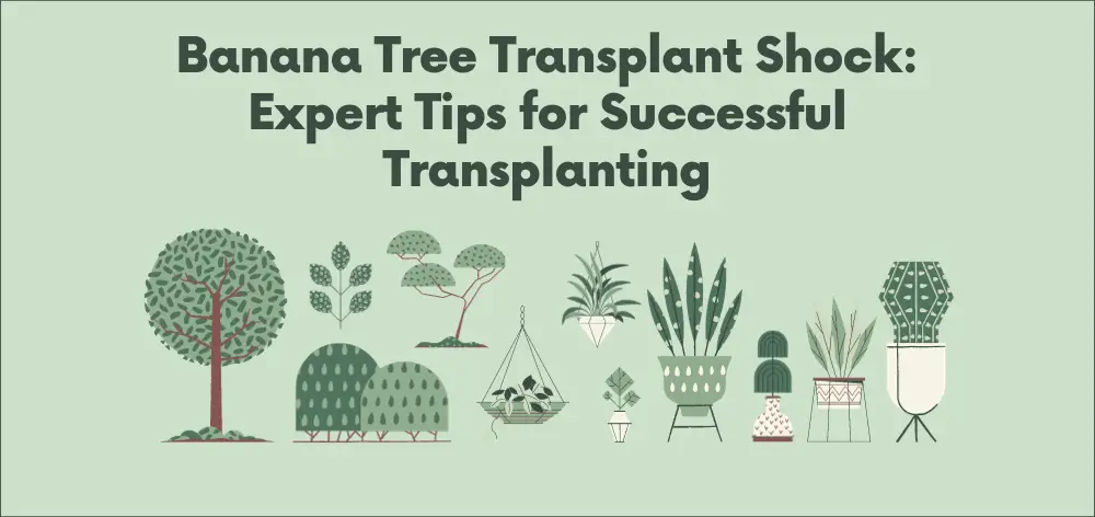 Banana Tree Transplant Shock