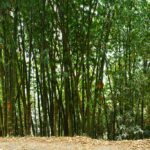 new bamboo varieties