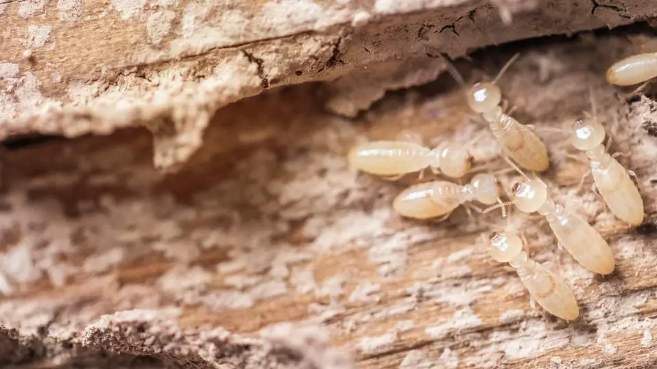 How Do You Get Rid of Termites in Your Walls