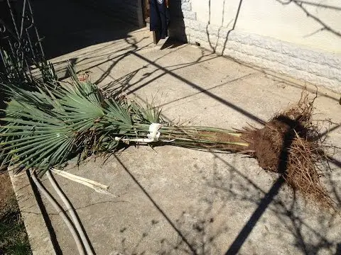 How to Dig Up a Palm Tree for Transplant