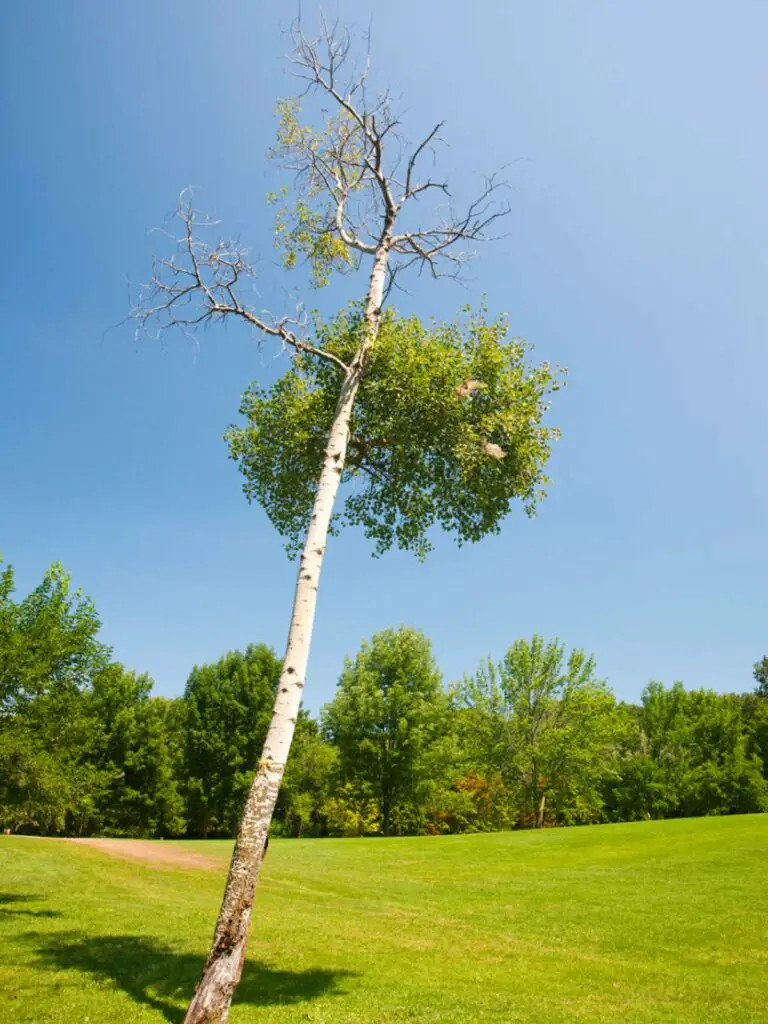 How to Fix a Leaning Tree