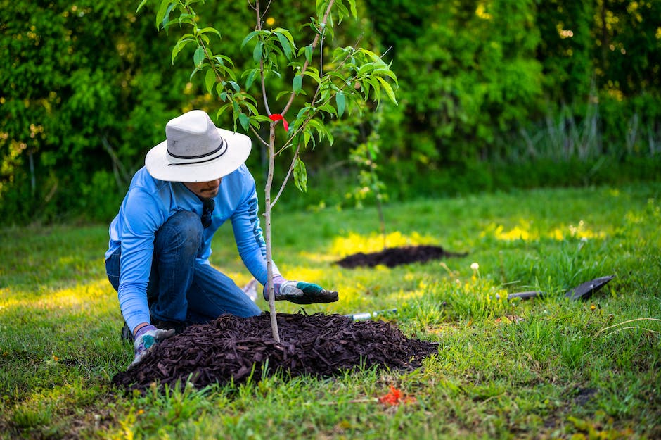 Image of a person planting an Azalea tree in a garden