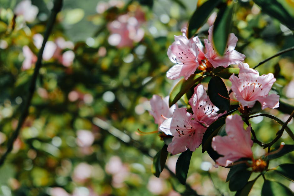 Close-up image of blooming azalea trees and bushes in a garden