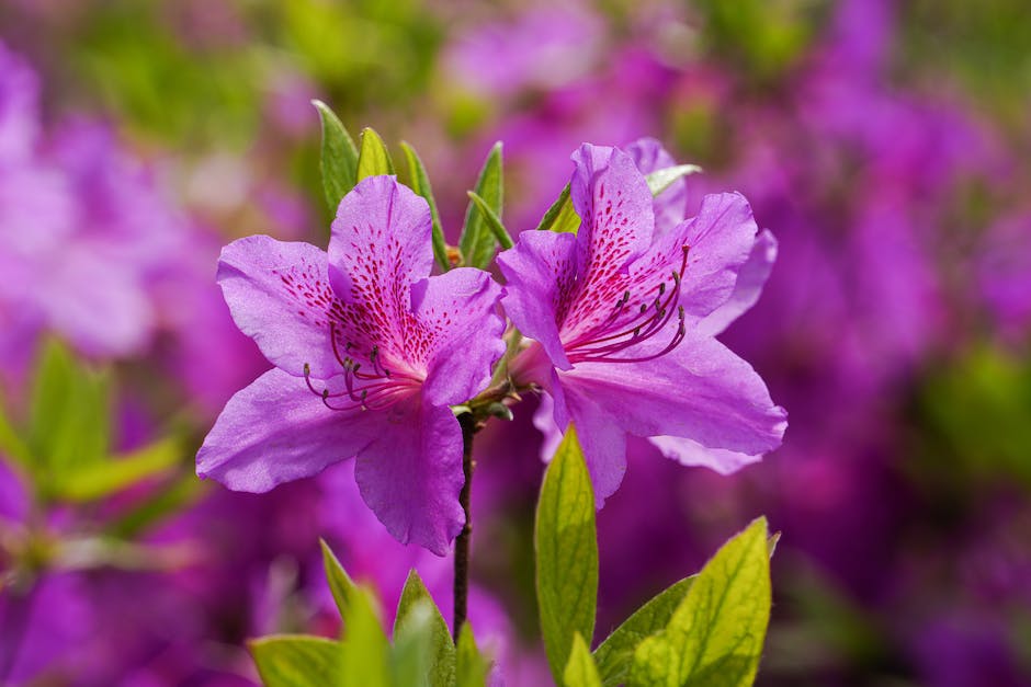 Overview of azaleas: trees vs bushes, showing two azalea plants, one in tree form and one in bush form, surrounded by vibrant flowers.